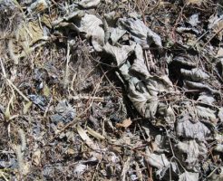 遺体を堆肥に
