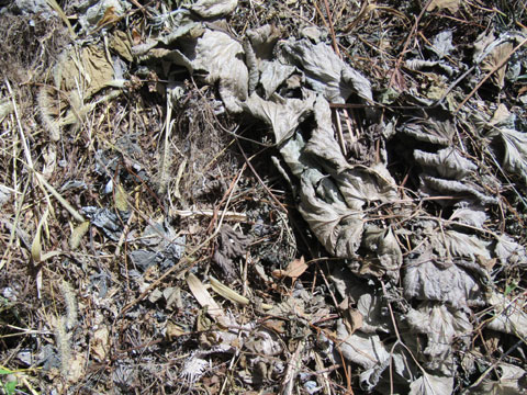 遺体を堆肥に